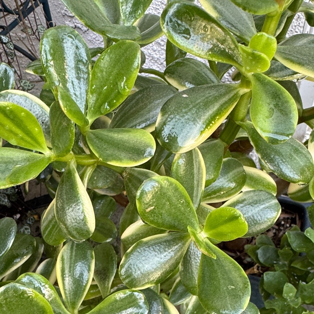 Variegated Jade Plant